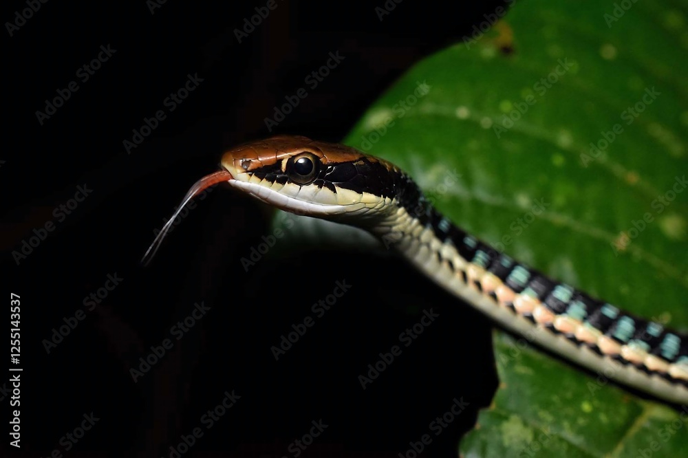Fototapeta premium Colorful Snake on Leaf in Jungle Setting