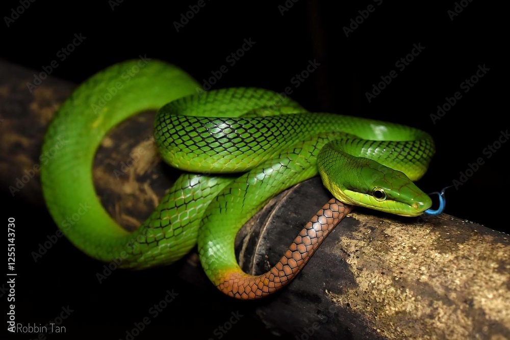 Obraz premium Vibrant Green Snake Relaxing on a Branch