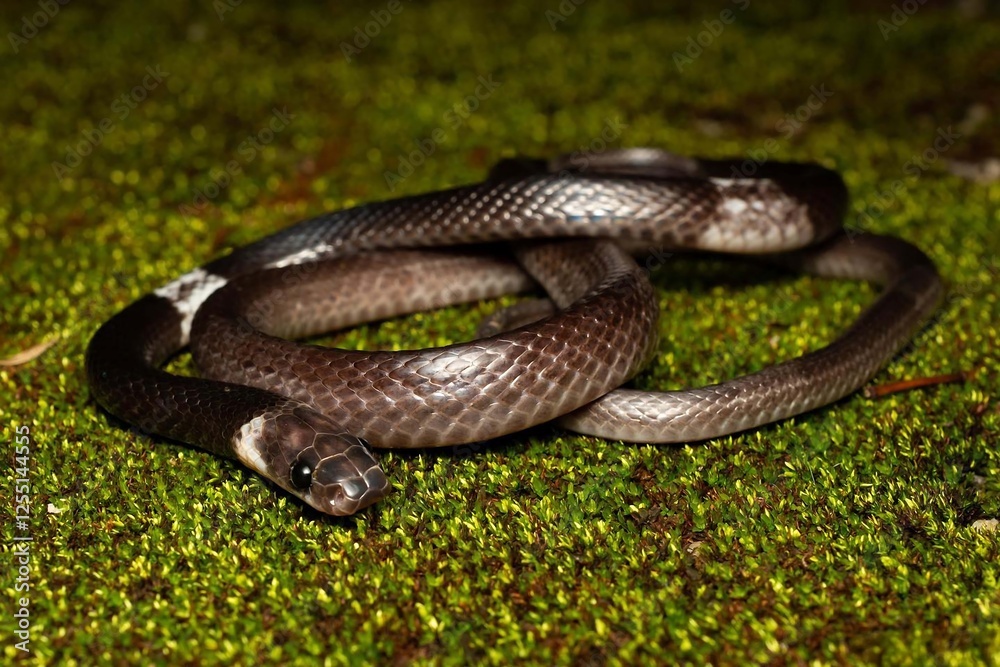 Fototapeta premium Black Snake Coiled on Green Mossy Ground
