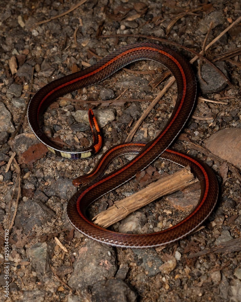Fototapeta premium Colorful Snake on Ground Surrounded by Stones