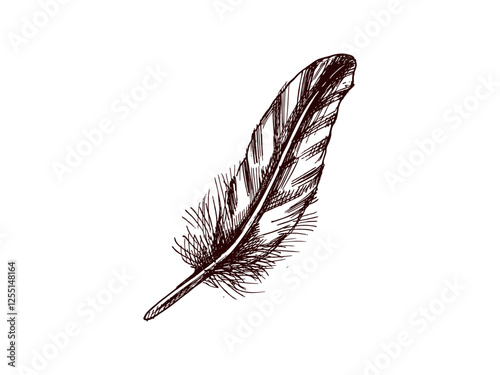 Hand drawn vintage sketch of a detailed feather with texture