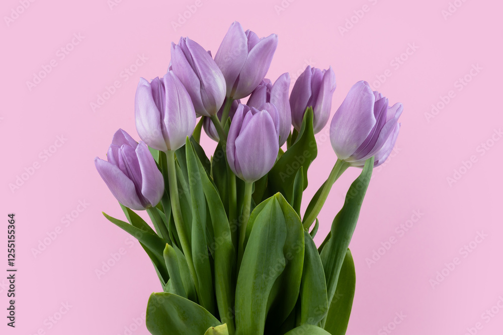 Naklejka premium Purple tulips on pink background