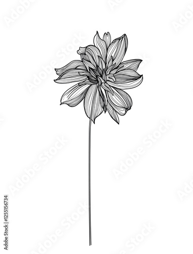 Dahlia, flower drawn with line graphics