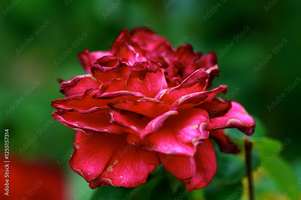 A stunning pink rose showcases its layered petals in full bloom, set against a tranquil green backdrop. This scene captures the beauty and elegance of nature A stunning pink rose showcases its layered petals in full bloom, set against a tranquil green backdrop. This scene captures the beauty and elegance of nature