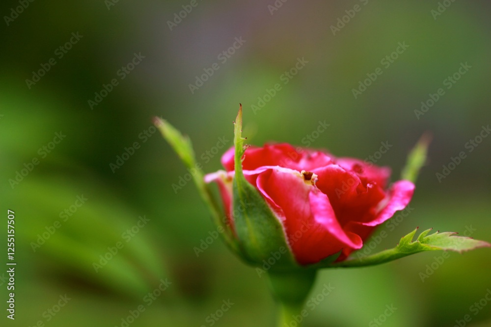 A delicate pink rosebud is slowly unfolding against a lush green backdrop, showcasing the beauty of nature during the early morning light, inviting wonder and tranquility A delicate pink rosebud is slowly unfolding against a lush green backdrop, showcasing the beauty of nature during the early morning light, inviting wonder and tranquility