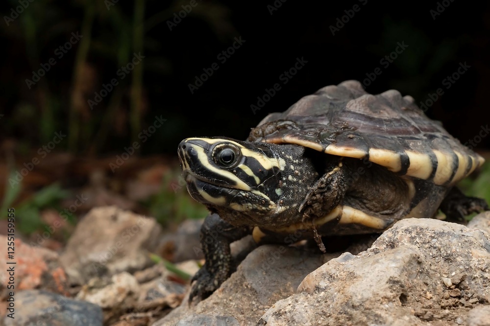 Striped Turtle on Rock in Natural Setting Striped Turtle on Rock in Natural Setting