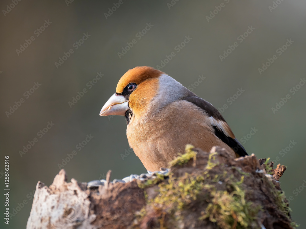 Obraz premium Kernbeißer&nbsp;(Coccothraustes coccothraustes)