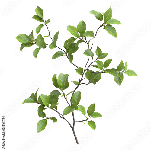 Lush Green Branch with Leaves, Isolated on White Background
