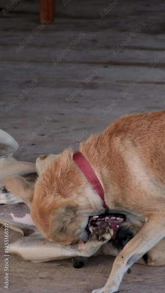 Two Carolina Dogs playing and fighting together while biting each other in Hong Kong streets Two Carolina Dogs playing and fighting together while biting each other in Hong Kong streets