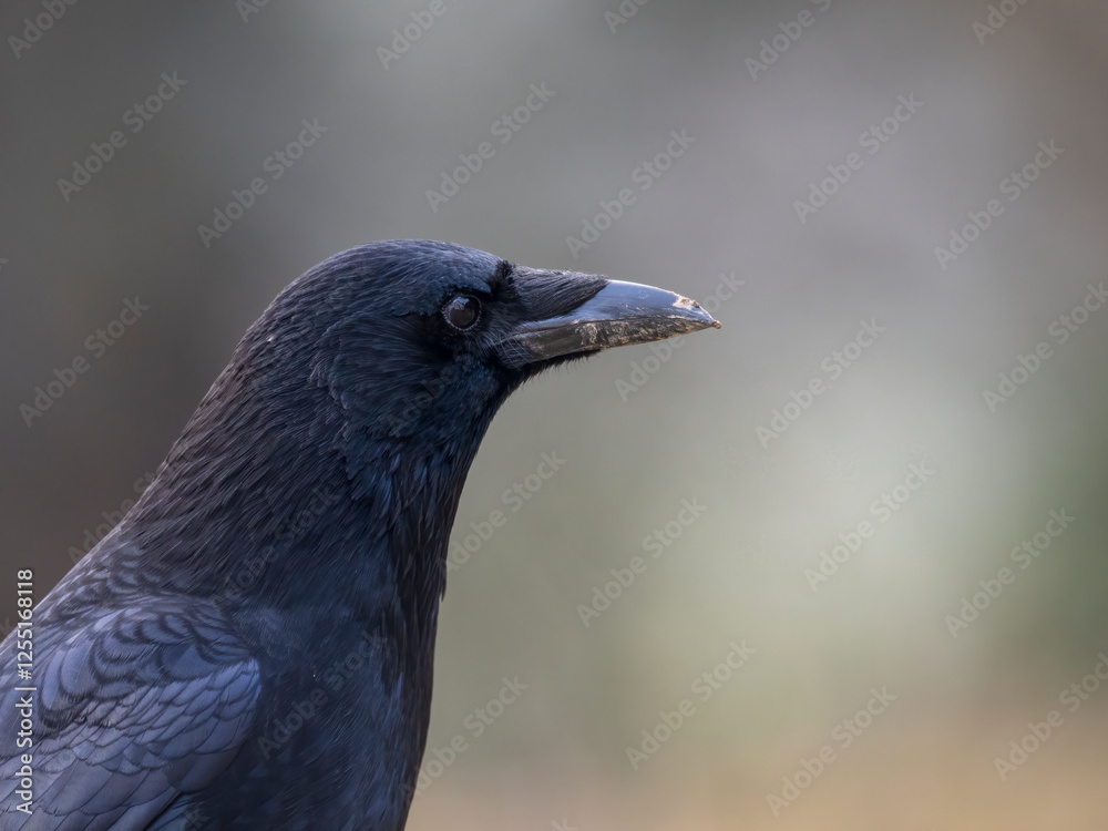 Fototapeta premium Rabenkrähe&nbsp;(Corvus corone)