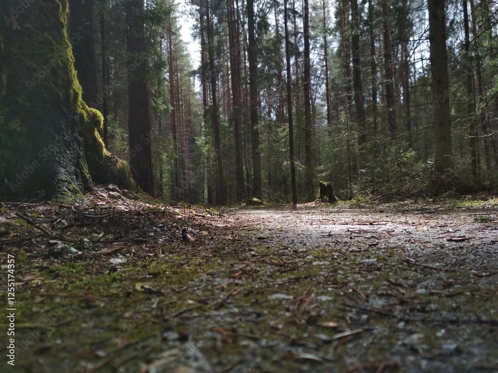 path in the forest path in the forest