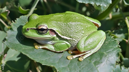 A green tree frog resting on a broad leaf, its body almost indistinguishable from the foliage.