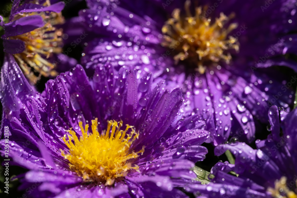 Obraz premium Violet flower petals with water drop close up. Macro photography of gerbera flower petals with dew.