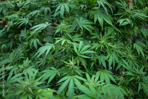 Fotografie Background from marijuana plants