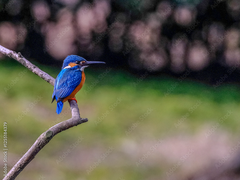 Obraz premium kingfisher
