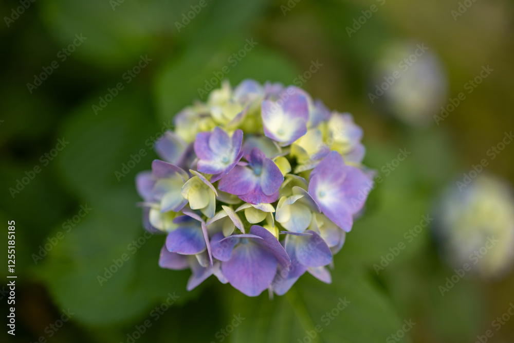 A close-up image shows a cluster of hydrangea flowers with purple and light yellow petals. The green leaves create a blurred background, emphasizing the vibrant colors of the blooms. A close-up image shows a cluster of hydrangea flowers with purple and light yellow petals. The green leaves create a blurred background, emphasizing the vibrant colors of the blooms.