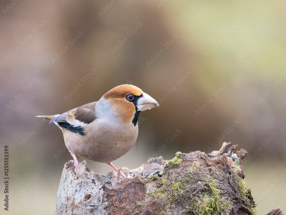 Kernbeißer (Coccothraustes coccothraustes) Kernbeißer (Coccothraustes coccothraustes)
