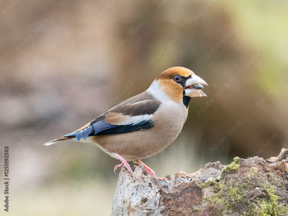 Fototapeta premium Kernbeißer&nbsp;(Coccothraustes coccothraustes)