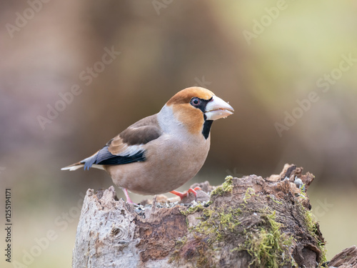 Kernbeißer (Coccothraustes coccothraustes)     photo