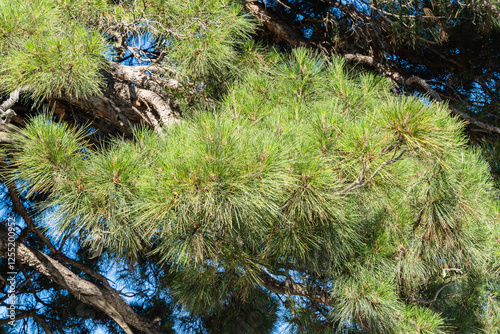 Close-up of beautiful curved branches against blue December sky. Centenary Pitsunda pine Pinus brutia pityusa on embankment of Gelendzhik resort. Nature concept for design. photo