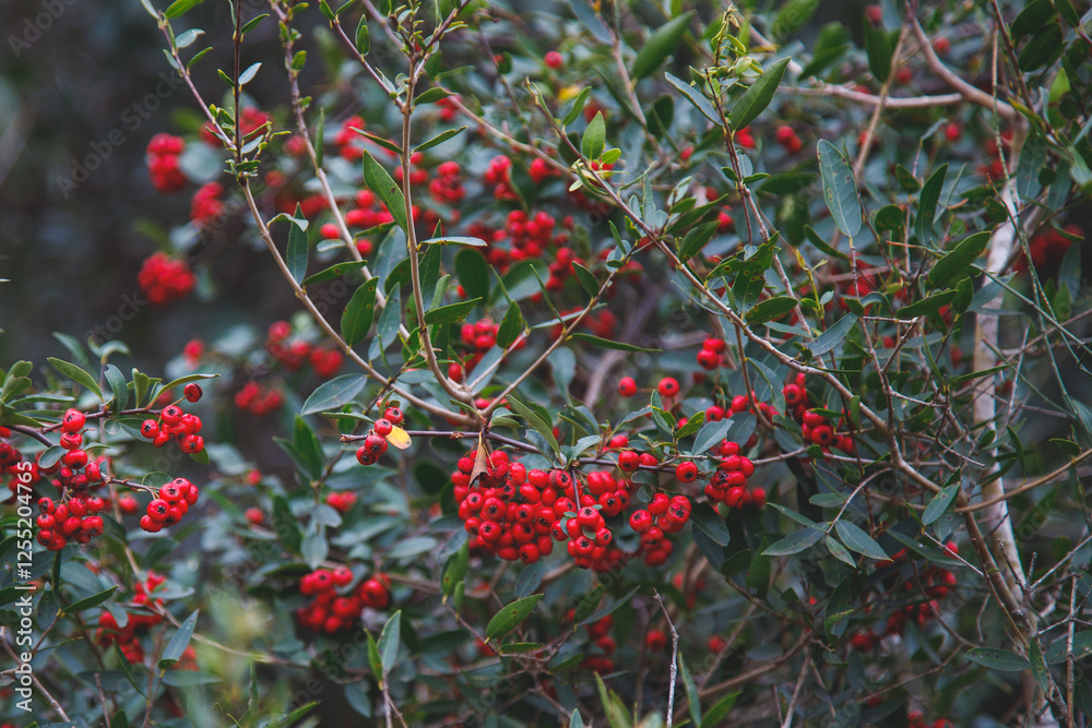 Obraz premium red berries on a branch
