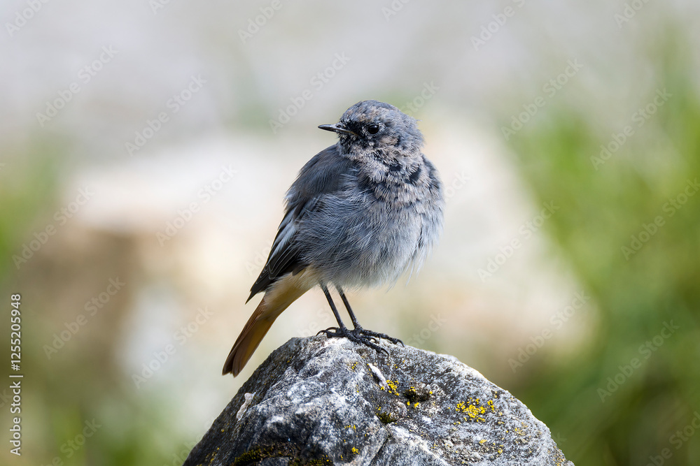 Fototapeta premium Junger männlicher Hausrotschwanz (Phoenicurus ochruros) 
