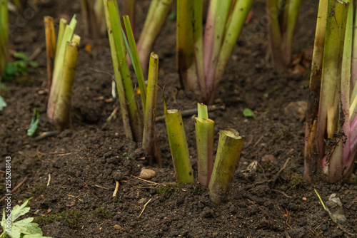 pruned iris shoots prepared for wintering