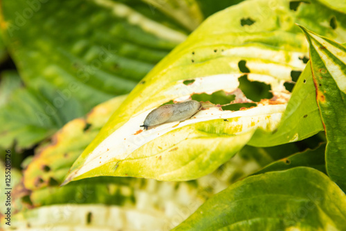 hosta leaves damaged by slugs photo