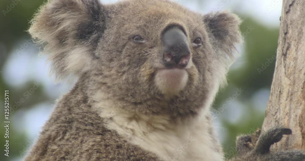 Close-up portrait of a koala perched on a eucalyptus tree branch. Close-up portrait of a koala perched on a eucalyptus tree branch.