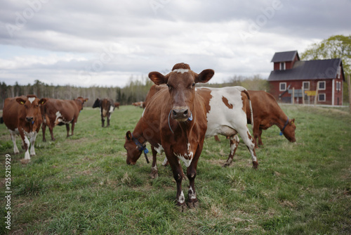 cows walking on green grass