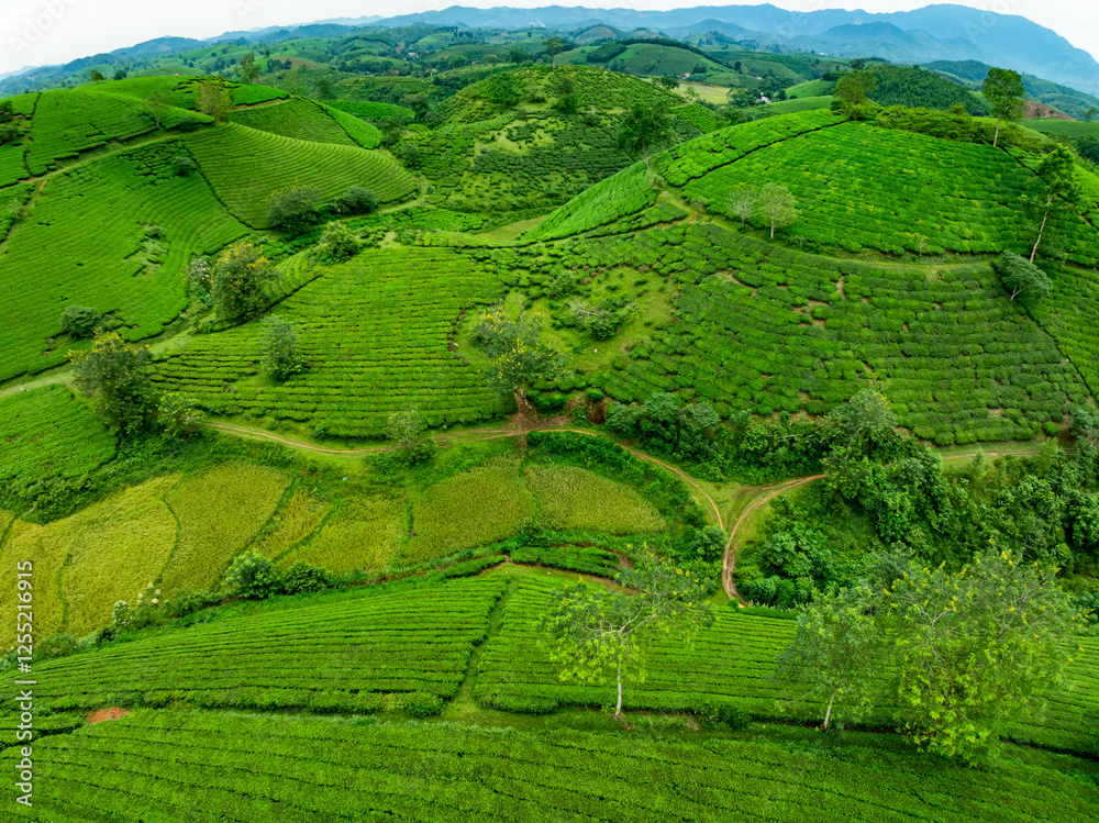 High angle view Rows of growing tea plantation at Long Coc mountains, Phu Tho province,Texture of Green tea leaf in northern Vietnam High angle view Rows of growing tea plantation at Long Coc mountains, Phu Tho province,Texture of Green tea leaf in northern Vietnam