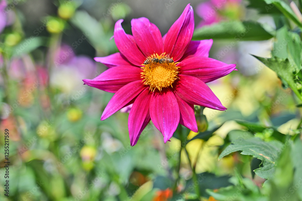 Fototapeta premium A bright pink dahlia flower with a yellow center, attracting bees for pollination, surrounded by blurred floral background.