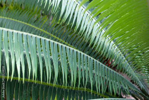 Cycas plant with green leaves photo