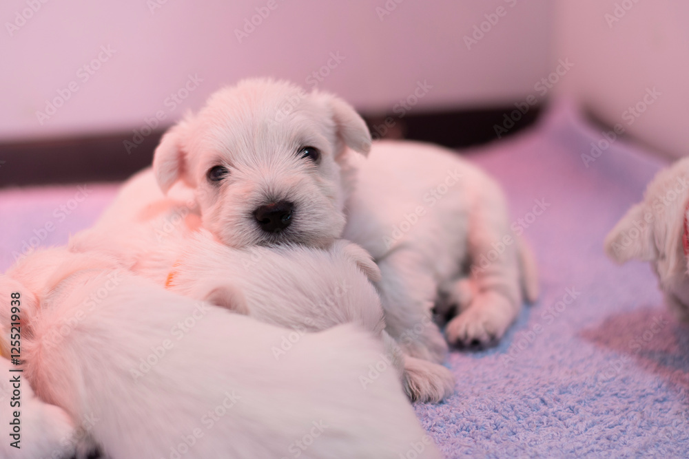 Cute sleepy white miniature schnauzer puppy laying on its siblings Cute sleepy white miniature schnauzer puppy laying on its siblings