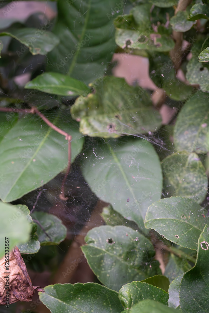 Verdant Harmony: Textured Green Leaves in Natural Light Verdant Harmony: Textured Green Leaves in Natural Light