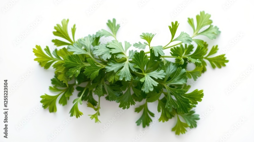 Fresh Cilantro Leaves: Health Benefits, Uses, and Recipes