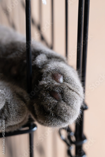 The image shows a close-up, slightly angled view of the paw of a British Shorthair cat resting inside a black wire pet carrier.