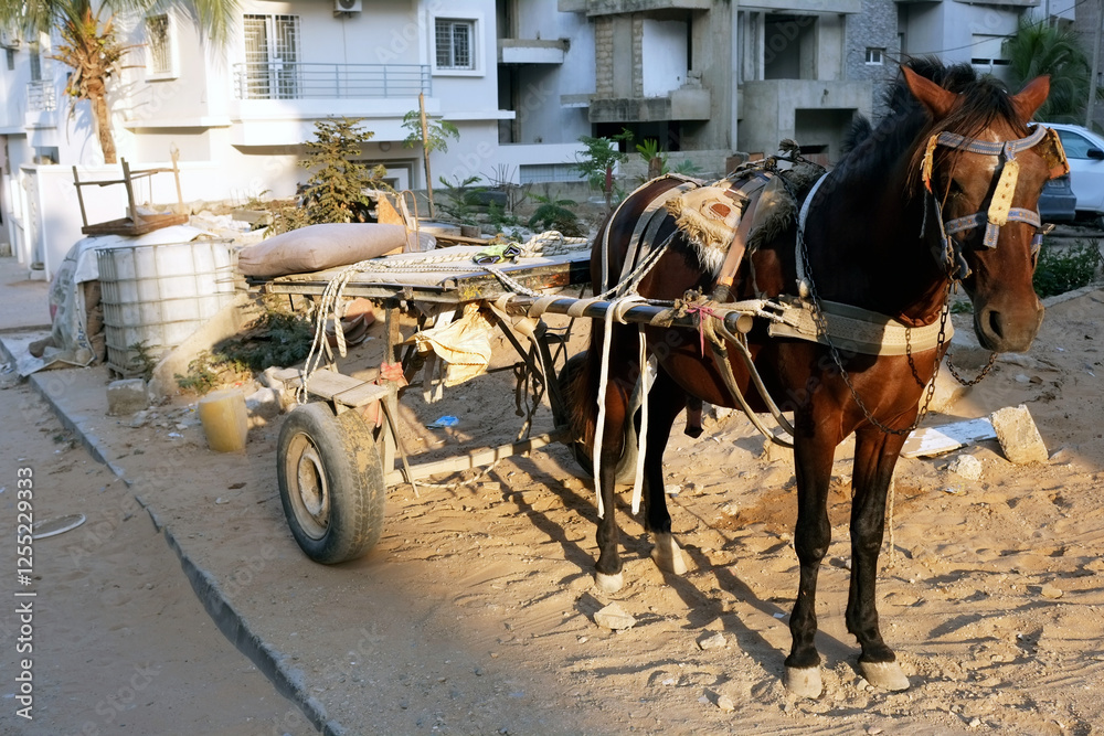 une charrette à cheval dans une rue de Dakar au Sénégal en Afrique e l'Ouest une charrette à cheval dans une rue de Dakar au Sénégal en Afrique e l'Ouest