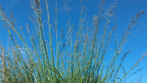 Juncus acutus photo