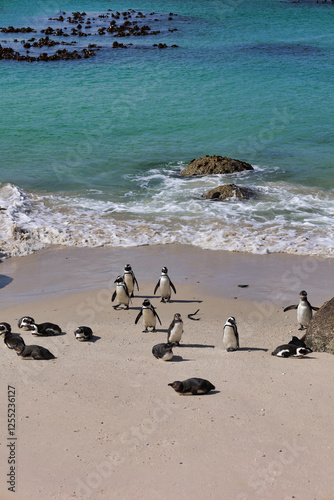 african penguins at boulders beach in south africa