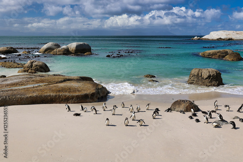 Konstfotografi seascape with penguin colony at boulders beach