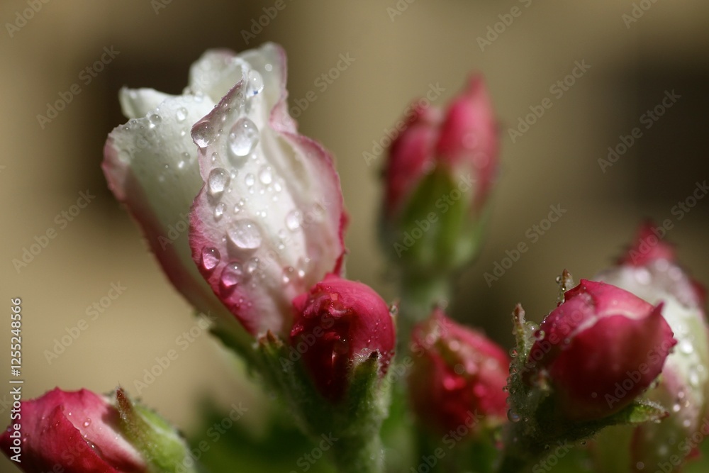 Vibrant buds and delicate flowers display droplets of water, showcasing nature's beauty and freshness in a serene outdoor environment. This scene fills the air with a sense of calm Vibrant buds and delicate flowers display droplets of water, showcasing nature's beauty and freshness in a serene outdoor environment. This scene fills the air with a sense of calm