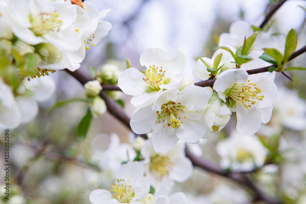 spring background with white blooming cherry tree, beautiful flowers spring background with white blooming cherry tree, beautiful flowers