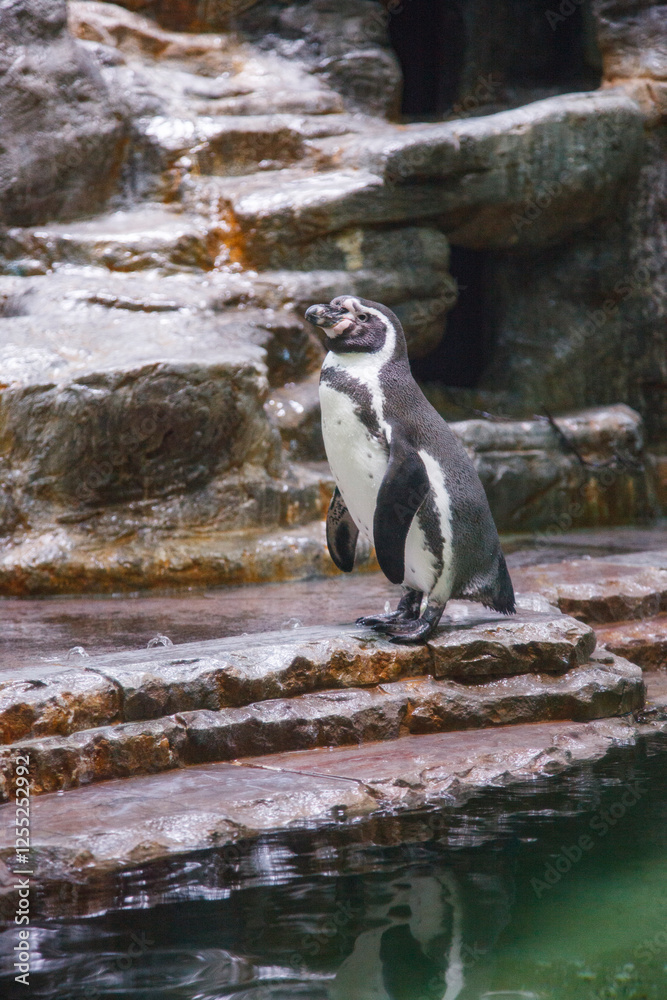 Naklejka premium cute penguin at the zoo.