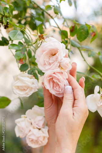 pink roses in the garden, abstract background