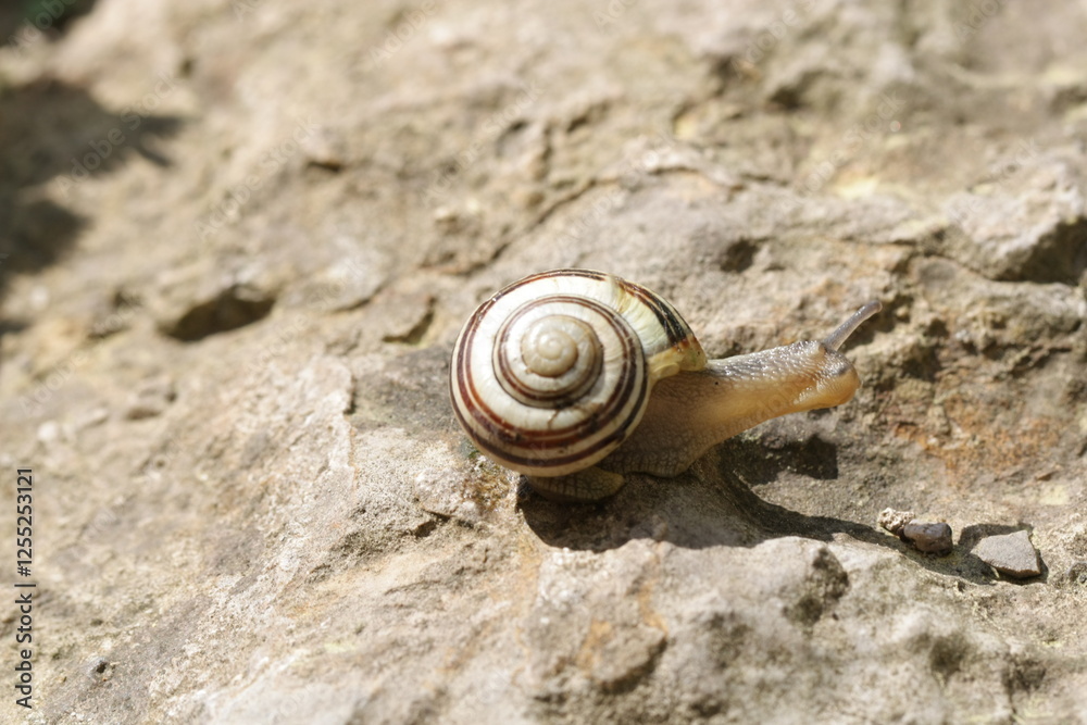 snail, helix pomatia on the ground, close up, snail, helix pomatia on the ground, close up,