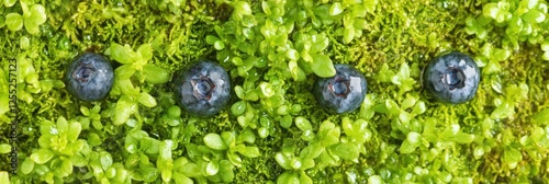 Fresh blueberries nestled in vibrant green moss and lush vegetation background photo