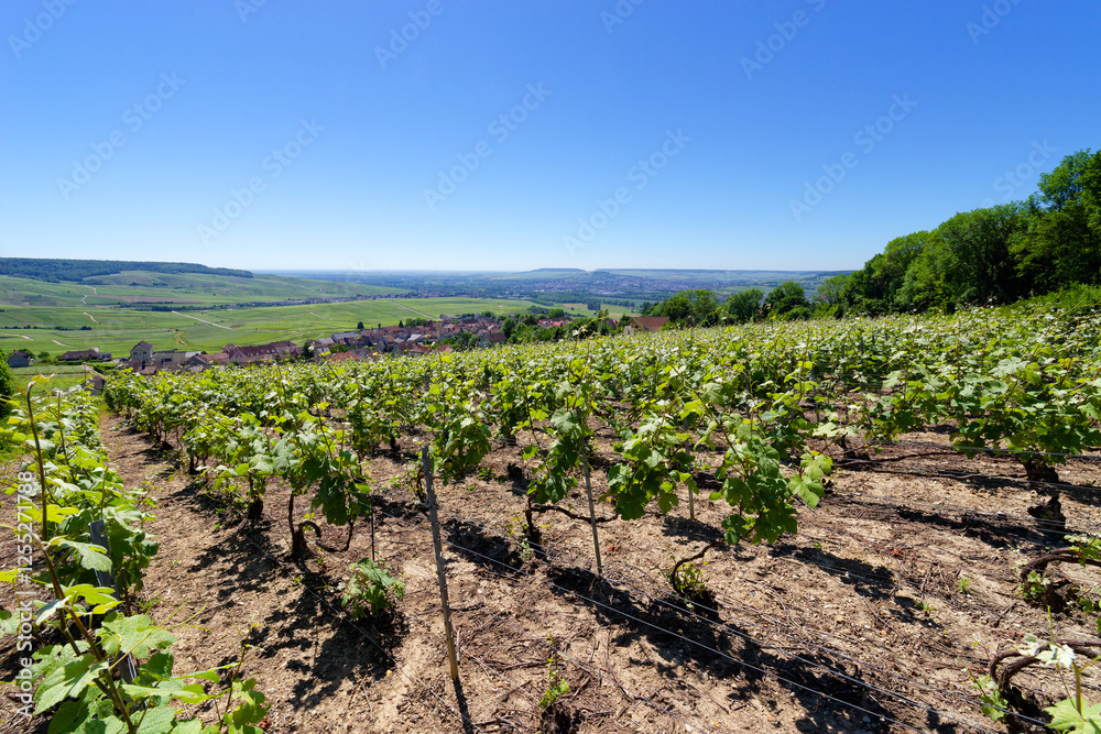 Champagne vigneyard in the hillside of Hautvillers village