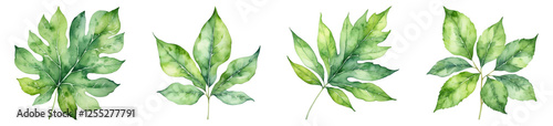 Watercolor Illustration, Green leaves, PNG set photo