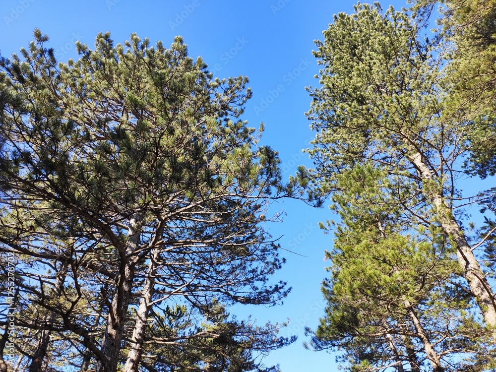 Trebević mountain, Sarajevo.
Trebević is the closest mountain that is reachable via the cable car from the heart of Stari Grad (Old Town), from the neighborhood of Bistrik. 